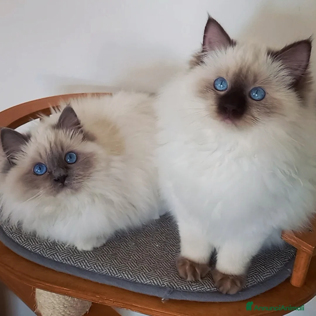 Immagine della galleria {{count}}