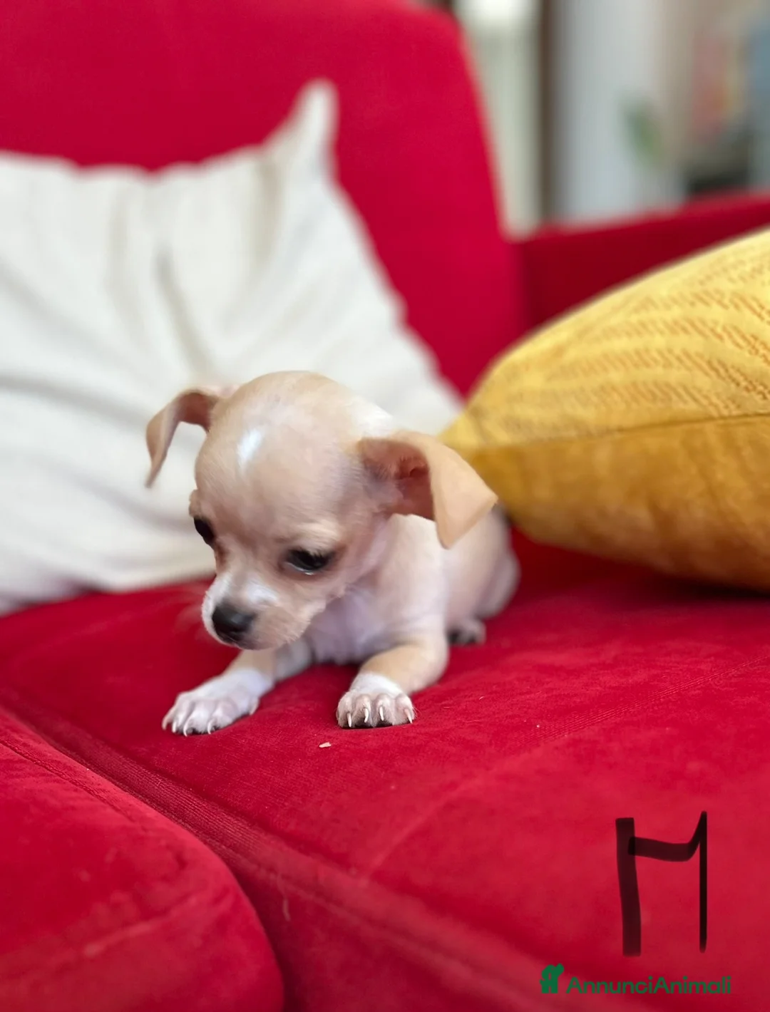 Chihuahua cani in vendita: Chihuahua  - Annuncio 6
