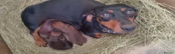 Meticcio cani in vendita: Bassotto fulvo carbonato - Annuncio 1