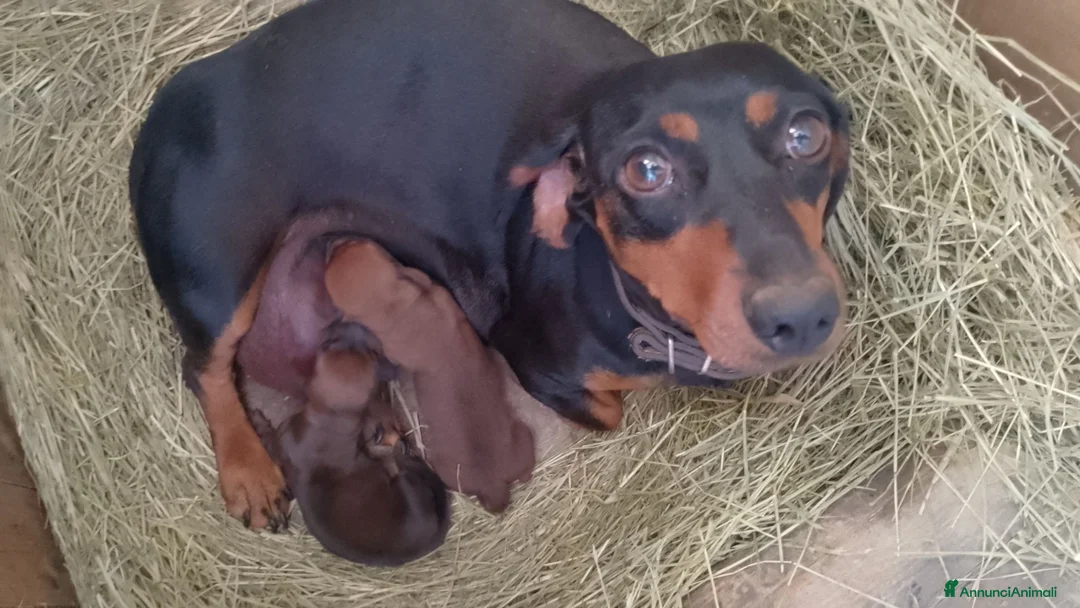 Meticcio cani in vendita: Bassotto fulvo carbonato - Annuncio 1