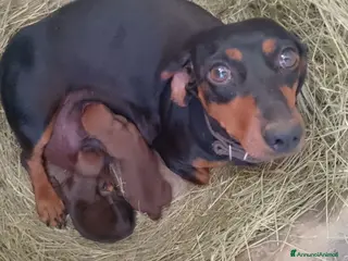 Meticcio cani Bassotto fulvo carbonato - Annuncio 15