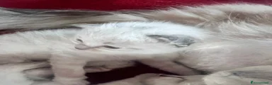 Siberiano Gattino 1
