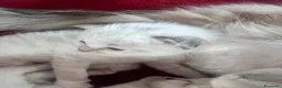 Siberiano gatti in vendita: Si prenotano cuccioli di siberiano con pedigree - Annuncio 9
