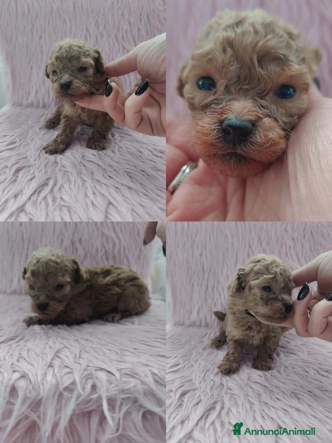 Barboncino Toy cani in vendita: Barboncini toy  a Città Metropolitana di Torino - Annuncio 1