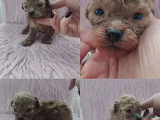 Barboncino Toy cani Barboncini toy - Annuncio 5