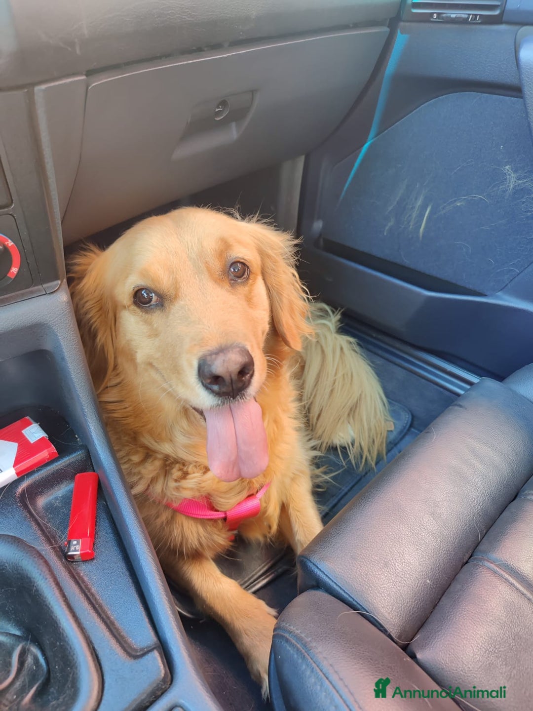 Golden Retriever cani in regalo: Stella, un meravigliosa Golden Retrieverr - Annuncio 3