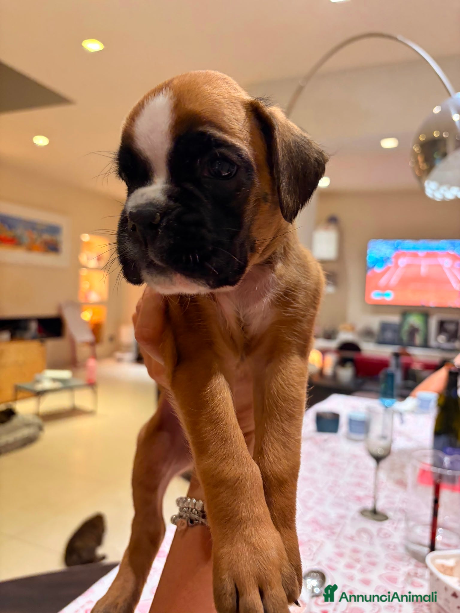 Boxer cani in vendita: Cuccioli di boxer a Provincia di Fermo - Annuncio 5