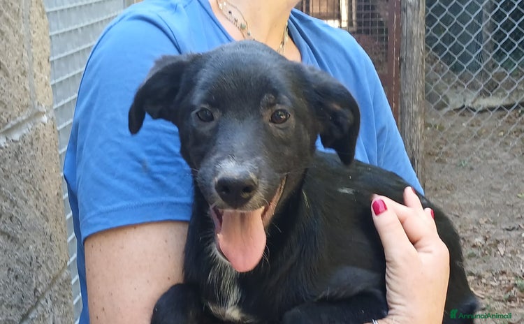 Meticcio cani a Città metropolitana di Roma Capitale - Annuncio 9