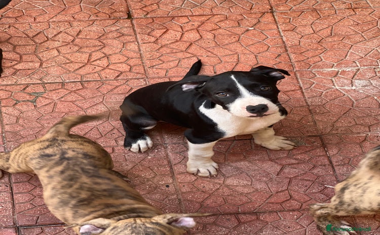 Pitbull cani a Città Metropolitana di Napoli - Annuncio 8