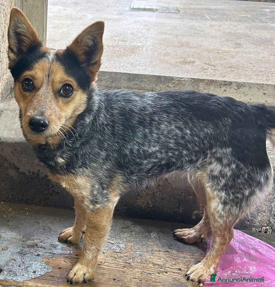 Meticcio cani Kelly cagnolina taglia piccola e’ rimasta orfana  - Annuncio 29