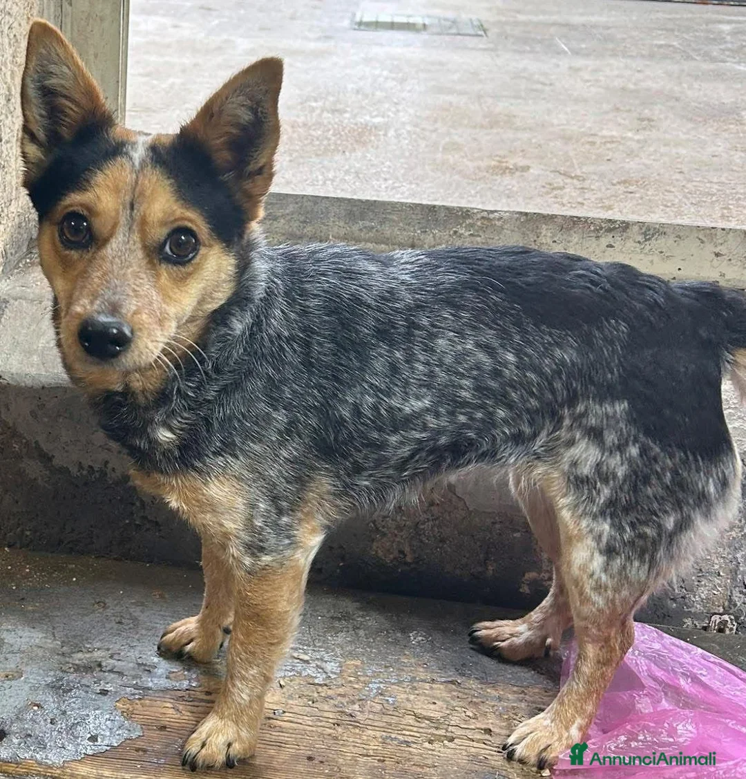 Meticcio cani in regalo: Kelly cagnolina taglia piccola e’ rimasta orfana  a Città metropolitana di Milano - Annuncio 1
