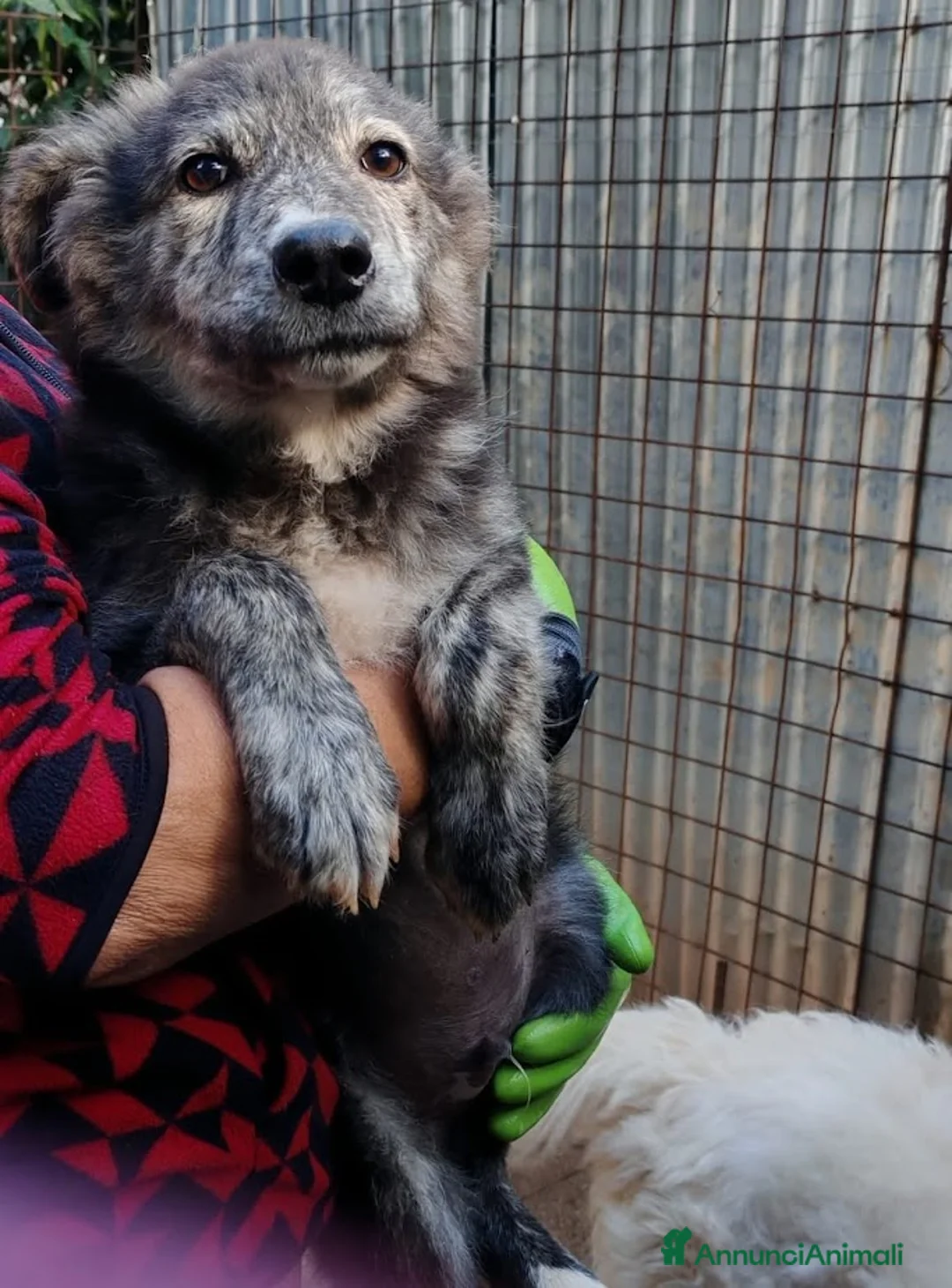 Meticcio cani in regalo: DOLCE GREY, MORBIDO CUCCIOLO - Annuncio 9