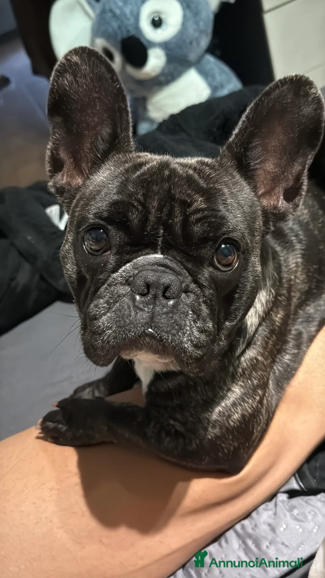 Bulldog Francese cani in vendita: Bulldog francese  - Annuncio 1