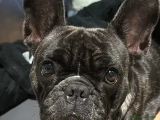 Bulldog Francese cani Bulldog francese - Annuncio 2