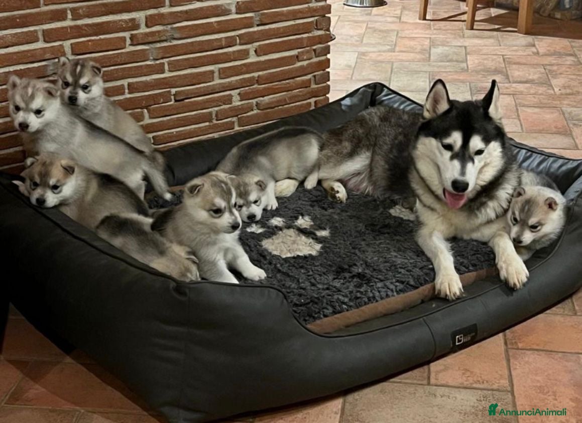Husky cani Splendidi cuccioli di SIBERIAN HUSKY - Annuncio 6
