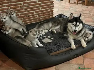 Husky cani Splendidi cuccioli di SIBERIAN HUSKY - Annuncio 14