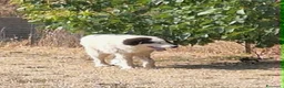 Meticcio cani in regalo: Giulio Cesare spettacolo in adozione  - Annuncio 6