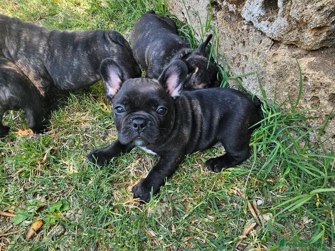 Bulldog Francese cani in vendita: Bulldog francese bringee a Provincia di Ancona - Immagine 7