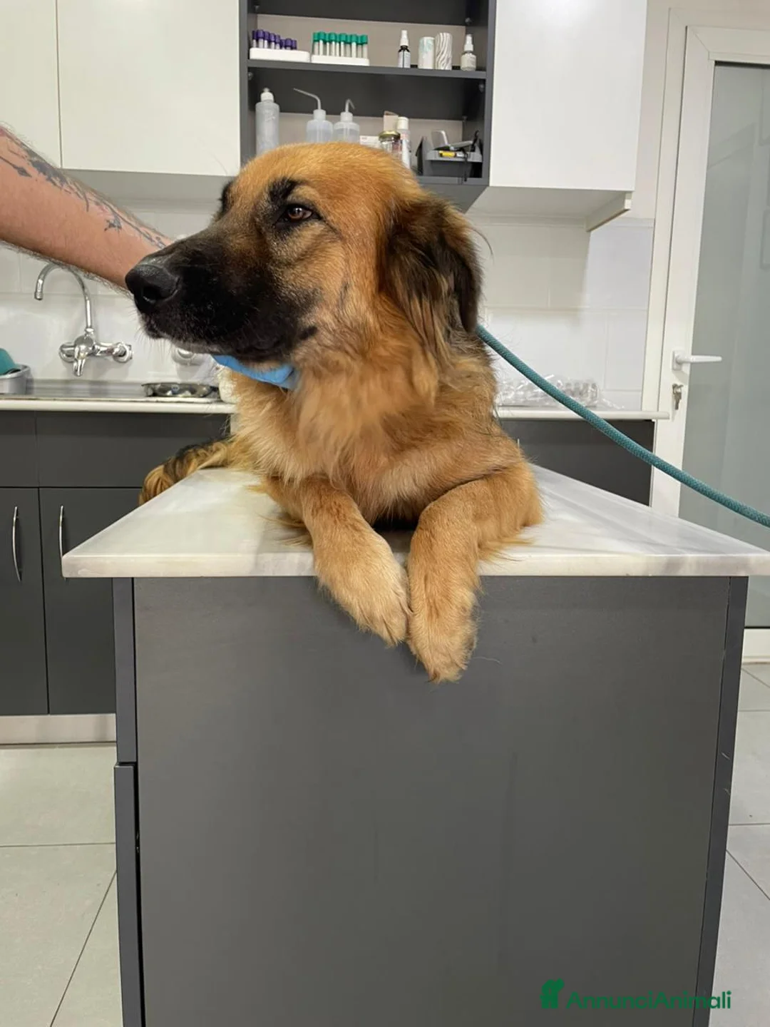 Meticcio cani in regalo: Panko, un coccolone tutto da adottare - Annuncio 11