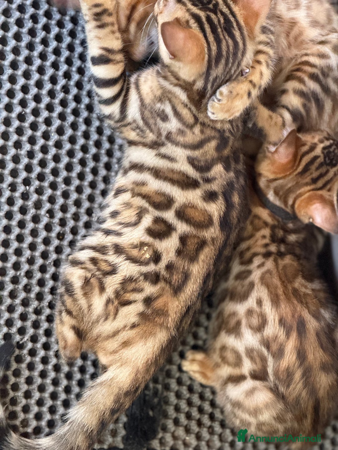 Bengala gatti in vendita: Bellissimi cuccioli  a Città metropolitana di Roma Capitale - Immagine 16