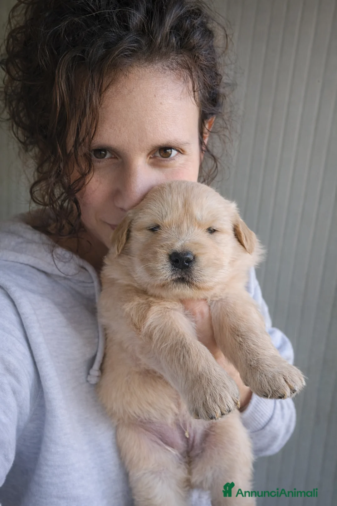 Golden Retriever cani in vendita: Golden Retriever Americano - Annuncio 4