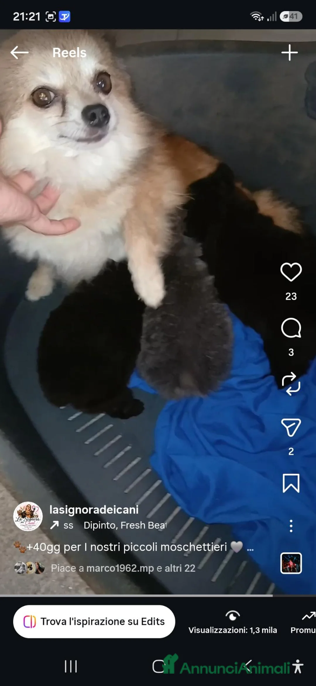 Spitz cani in vendita: Spitz tedesco  - Annuncio 1