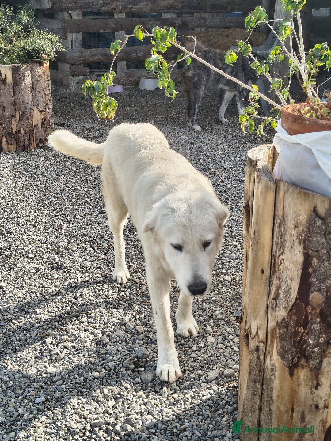 Meticcio cani in regalo: Maeve - Annuncio 7