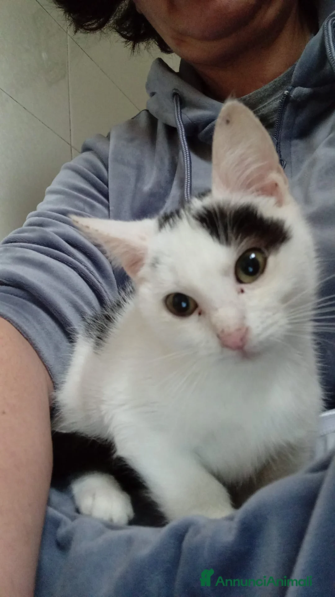 Meticcio gatti in regalo: BIANCO ASPETTA TE - Annuncio 1