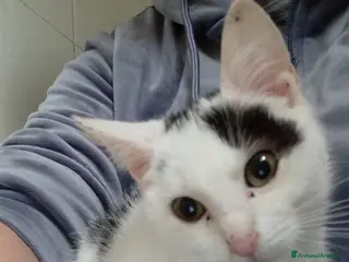 Meticcio gatti BIANCO ASPETTA TE - Annuncio 4