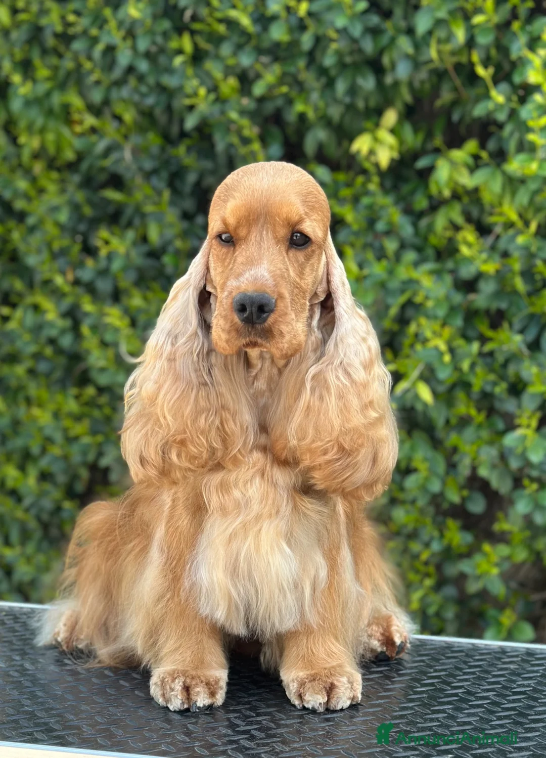 Cocker cani in vendita: Cocker spaniel inglese  - Annuncio 4