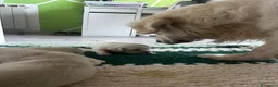 Golden Retriever cani in vendita: Cuccioli disponibili - Golden retriever - Annuncio 13