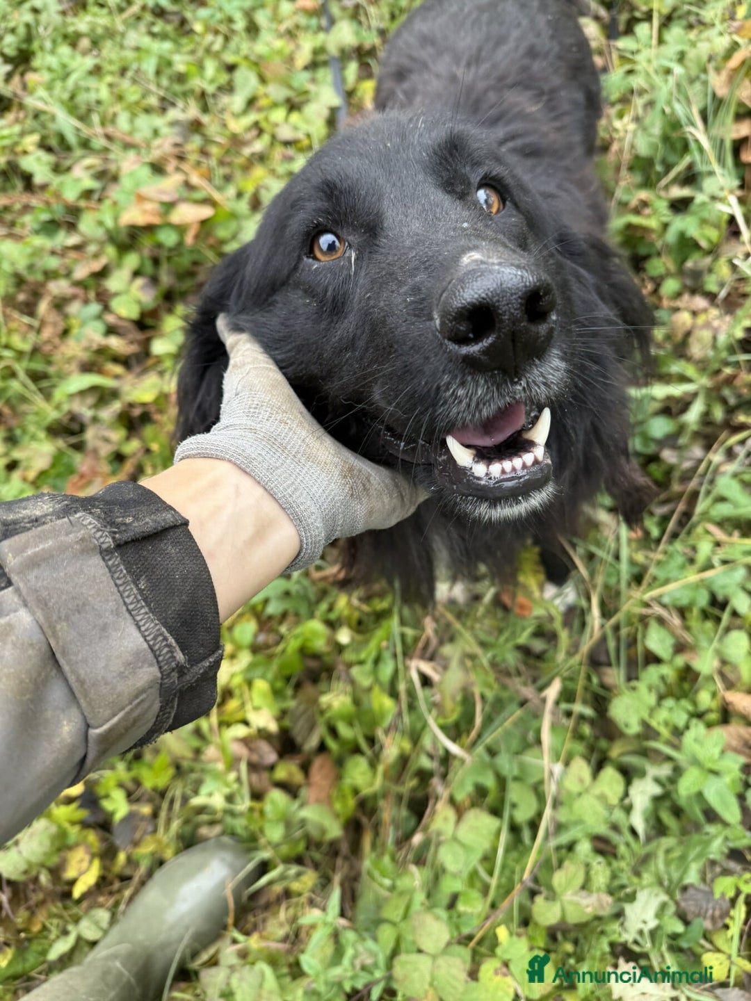 Meticcio cani in regalo: KUMBA, dolce cagnolone ignorato da tutti. - Annuncio 4