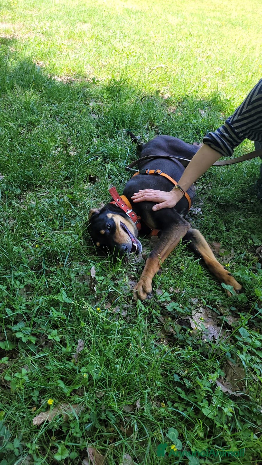 Segugio cani in regalo: Splendida mix segugio - SKYLAR a Città metropolitana di Milano - Annuncio 9