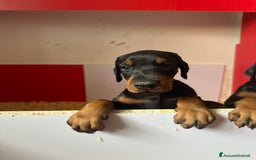 Dobermann cani in vendita: cuccioli dobermann selezionati  a Provincia di Avellino - Immagine 6