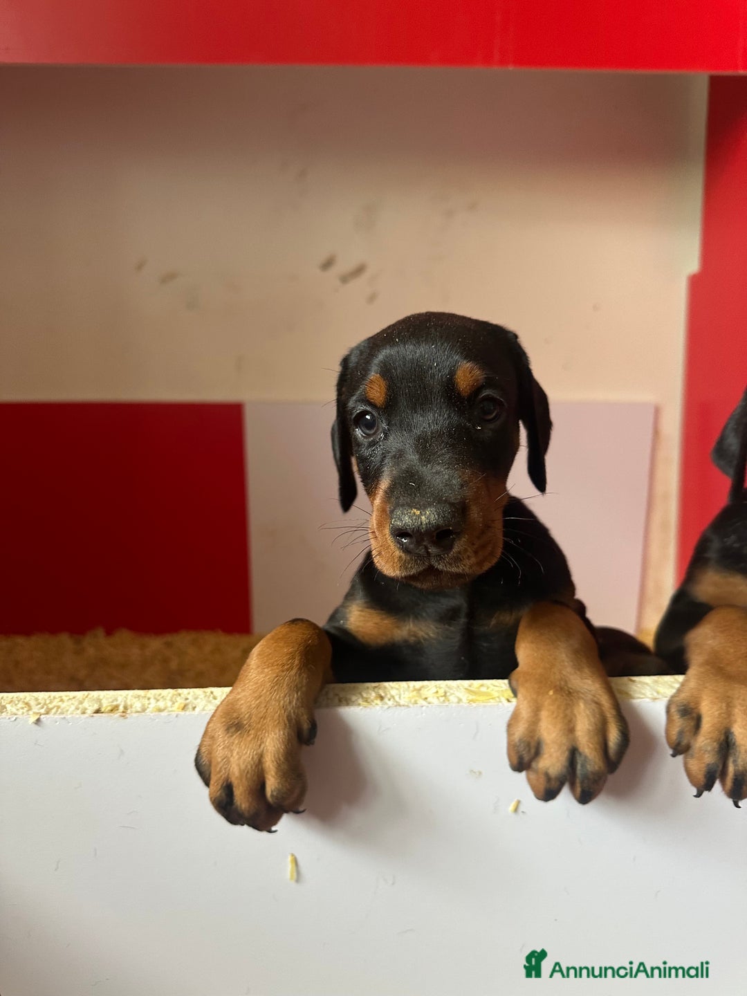 Dobermann cani in vendita: cuccioli dobermann selezionati  a Provincia di Avellino - Immagine 6
