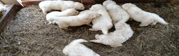 Pastore Abbruzzese Maremmano cani in vendita: Cuccioli di pastore maremmano abruzzese  - Annuncio 6