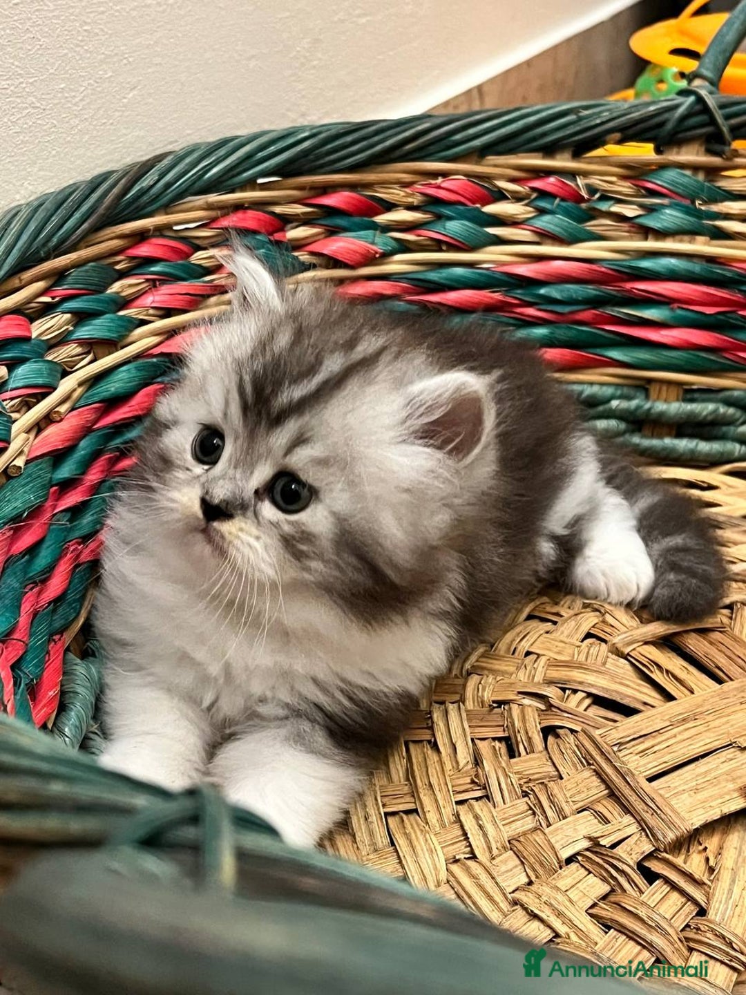 Persiano gatti in vendita: Gattini persiano bicolore a Città metropolitana di Messina - Immagine 11