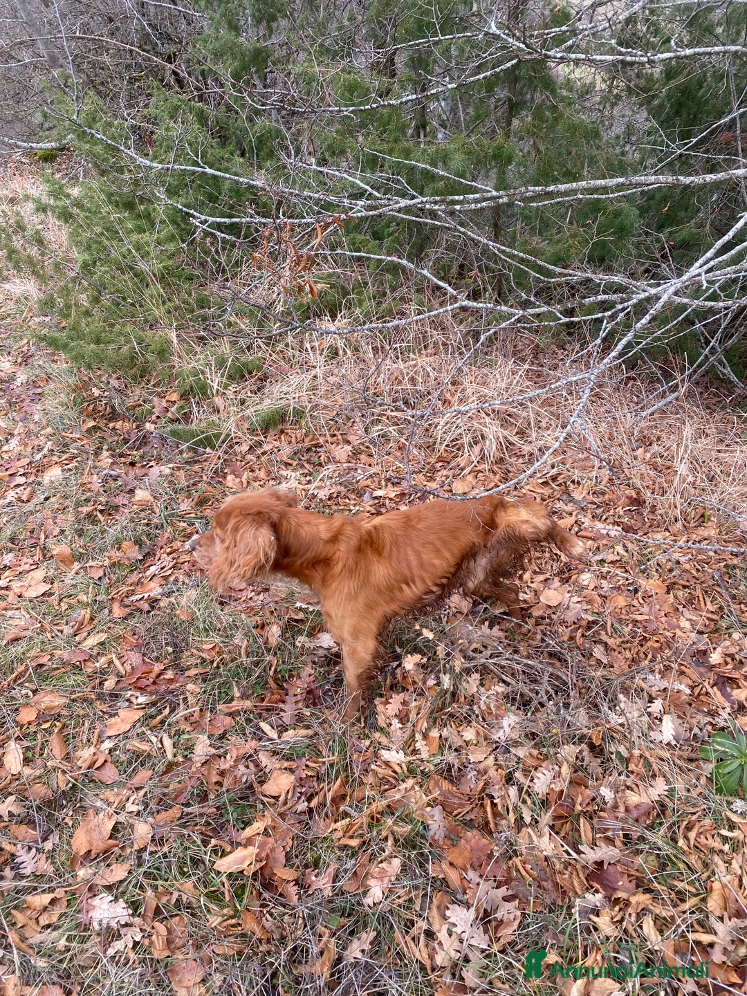 Breton cani in regalo: Regalo - Annuncio 7