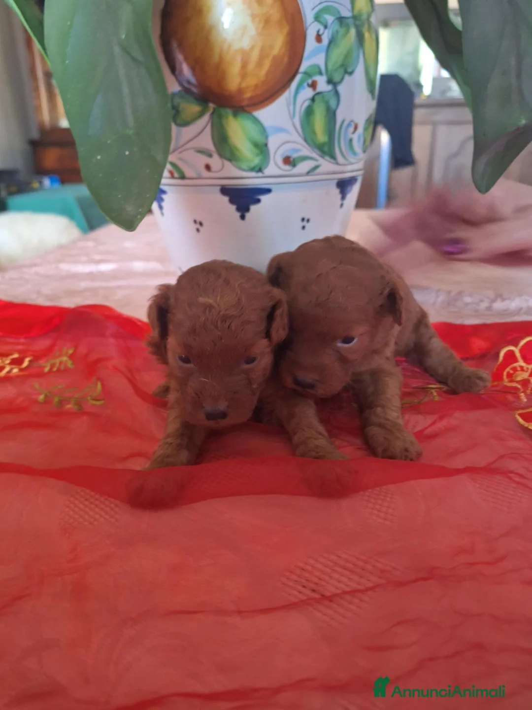 Barboncino Toy cani in vendita: Maschi toy red - Annuncio 7