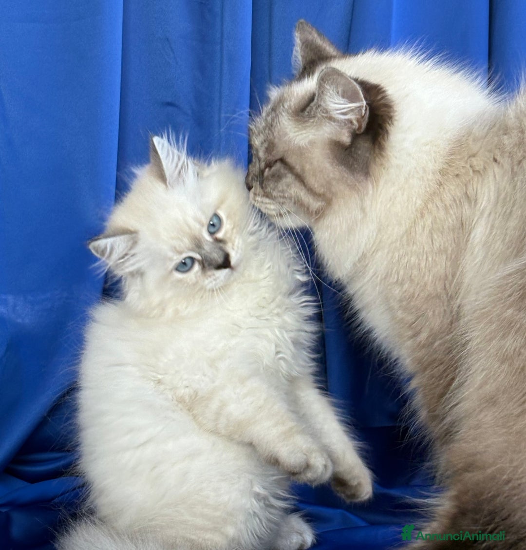 Siberiano gatti in vendita: Cuccioli di gatto Siberiano Neva Masquerade - Immagine 5