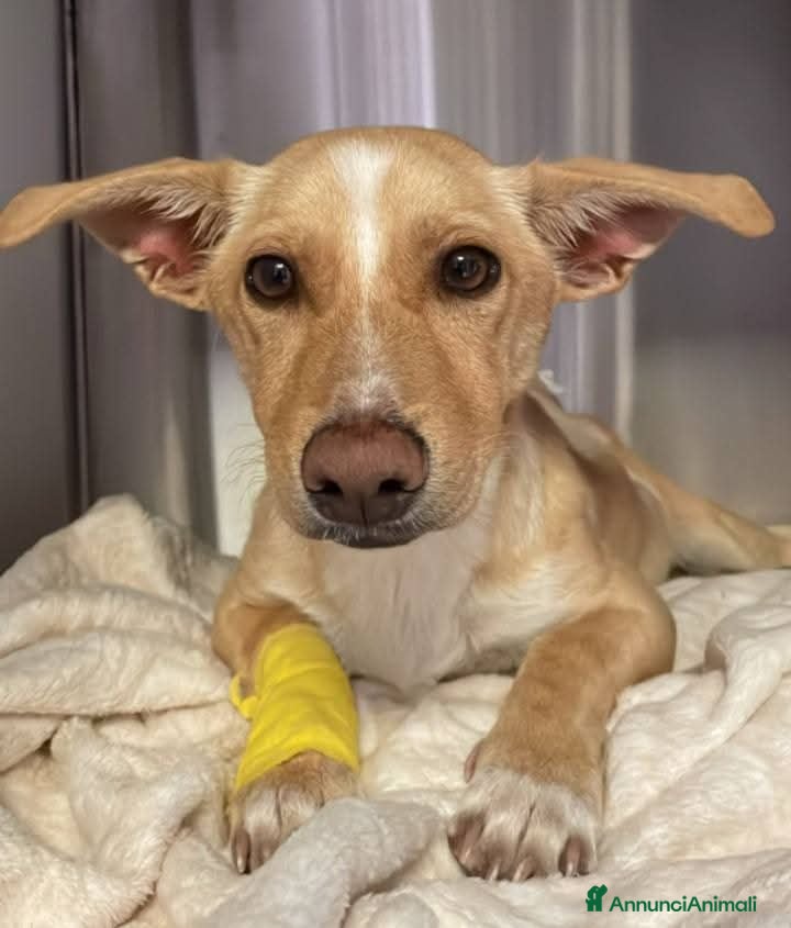 Meticcio cani Angelo - Annuncio 11