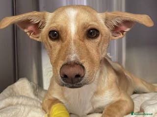 Meticcio cani Angelo - Annuncio 36