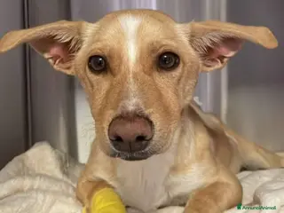 Meticcio cani Angelo - Annuncio 36