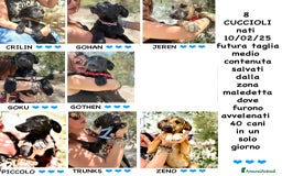 Meticcio cani in regalo: 8 cuccioli da salvare, 4 mesi: Gohan, Goku, ... a Provincia di Bergamo - Immagine 1