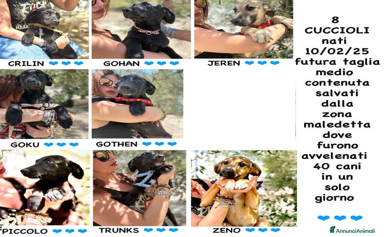 Meticcio cani a Provincia di Bergamo - Annuncio 12
