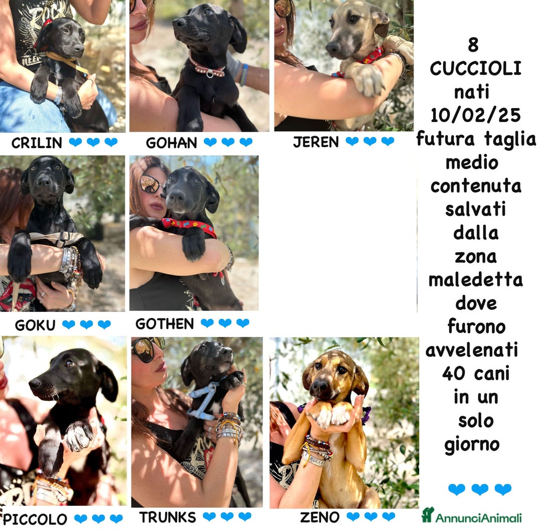 Meticcio cani in regalo: 8 cuccioli da salvare, 4 mesi: Gohan, Goku, ... a Provincia di Bergamo - Immagine 1