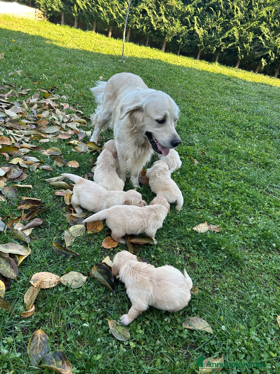 Golden Retriever cani in vendita: Golden retriever  - Annuncio 2