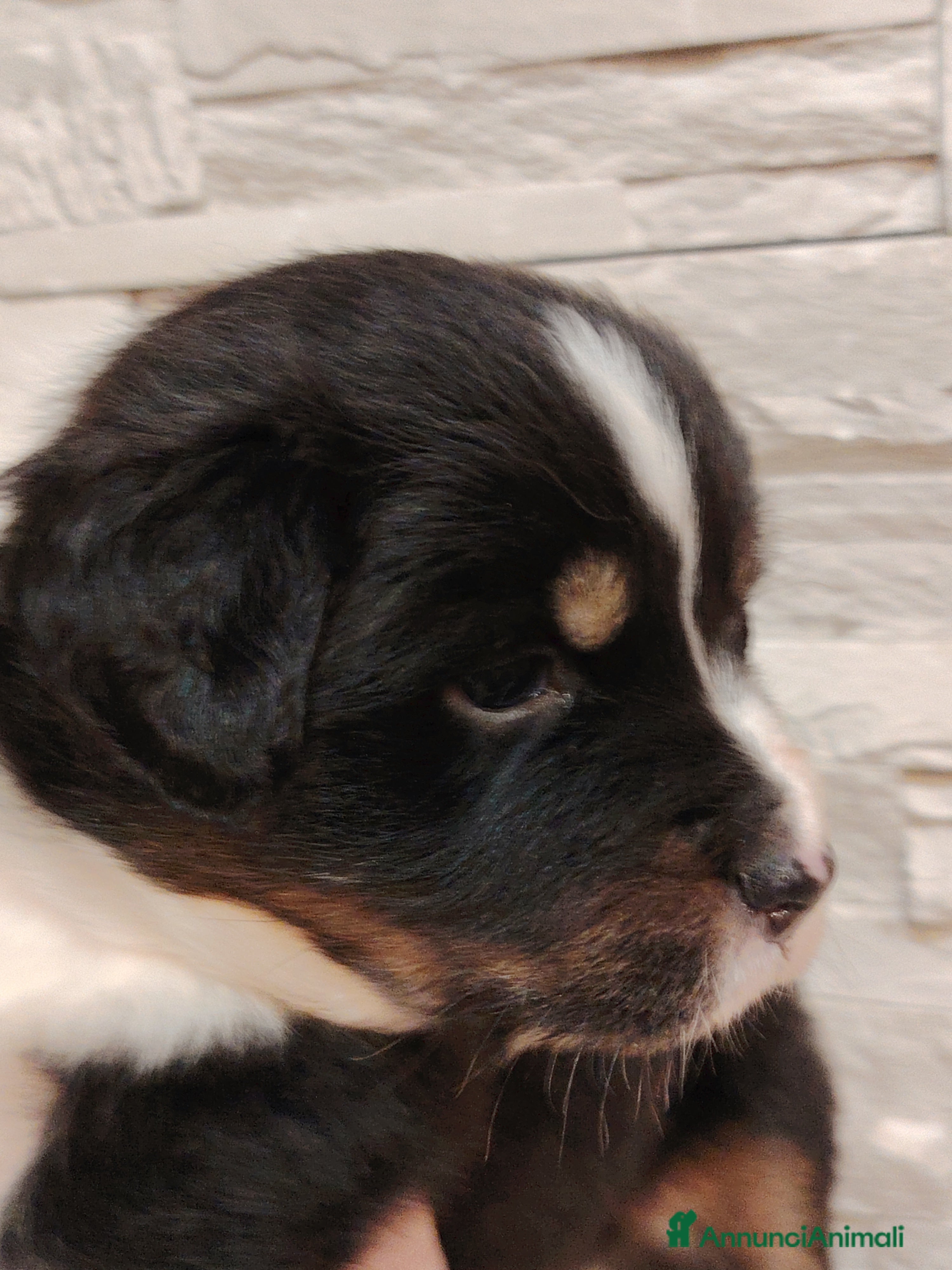 Australian Shepherd cani Cuccioli di pastore australiano con pedigree ENCI - Annuncio 2