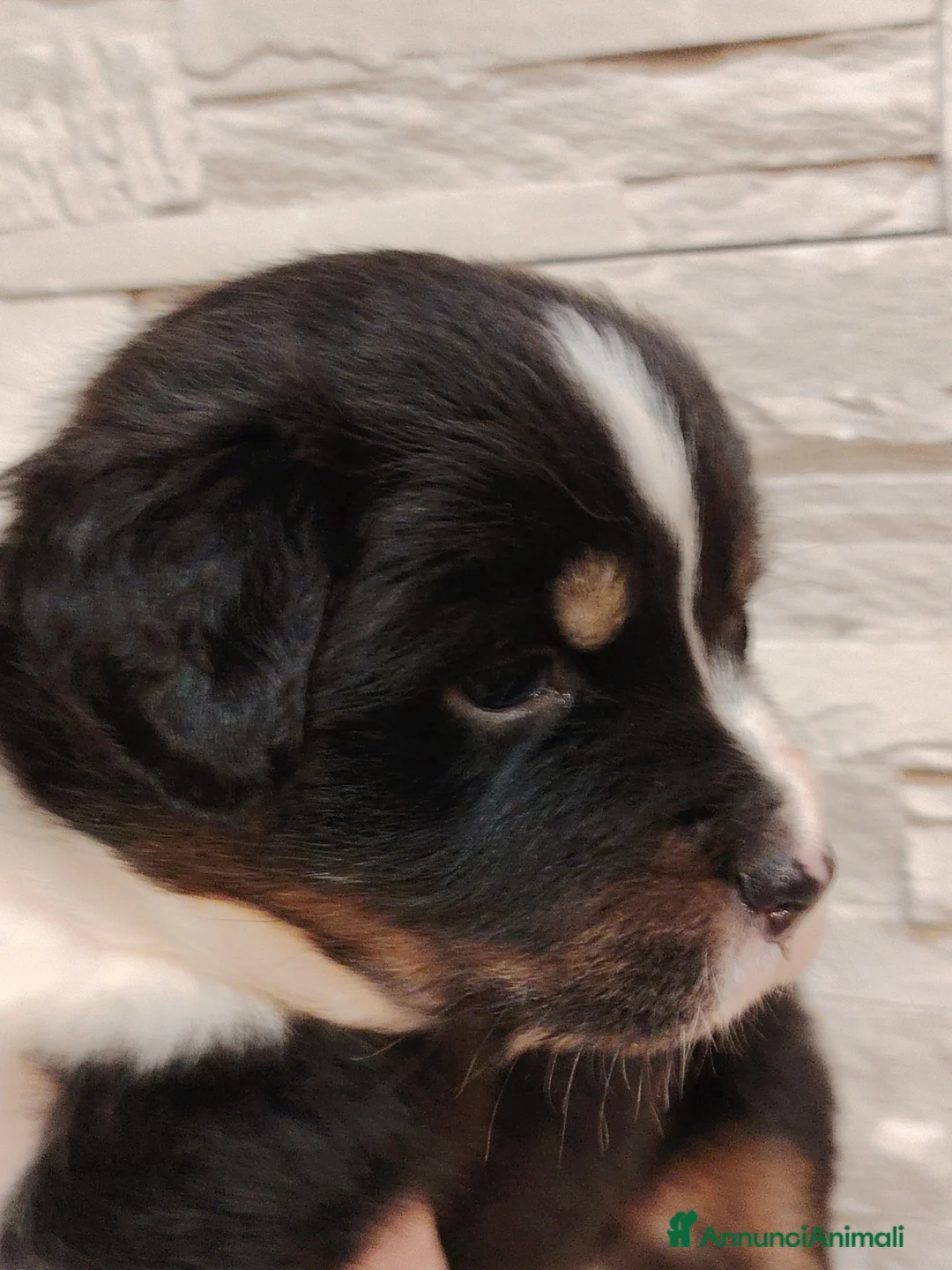 Australian Shepherd cani in vendita: Cuccioli di pastore australiano con pedigree ENCI - Annuncio 2