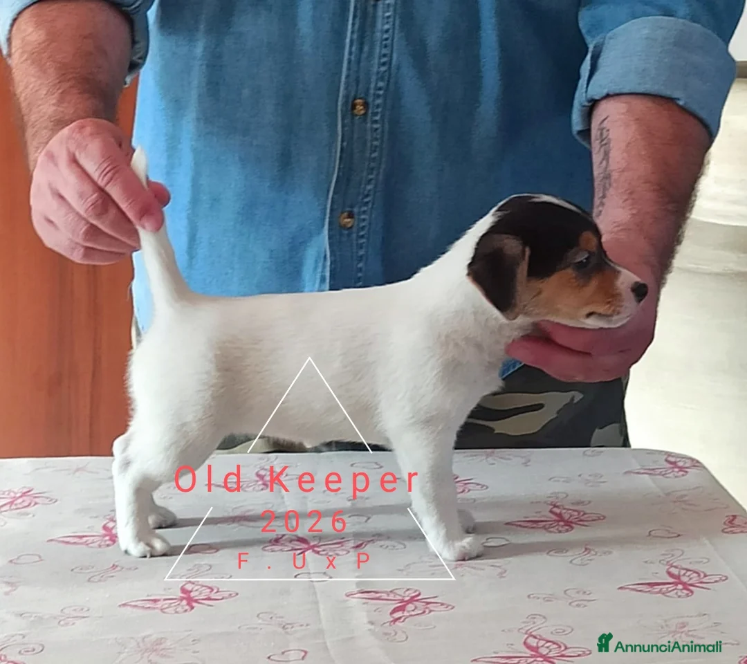 Jack Russell cani in vendita: Cucciolata Jack Russelle Terrier con Pedigree - Annuncio 20